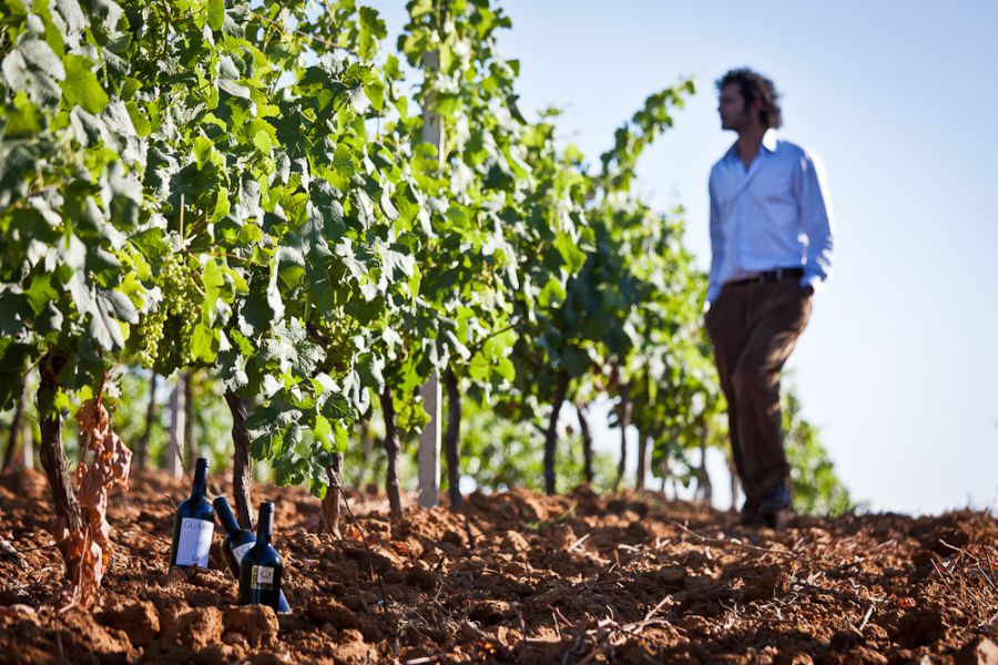 Viola | VINO VERO