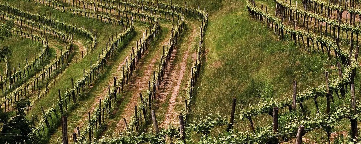 Franco Terpin: The friendly giant from Collio